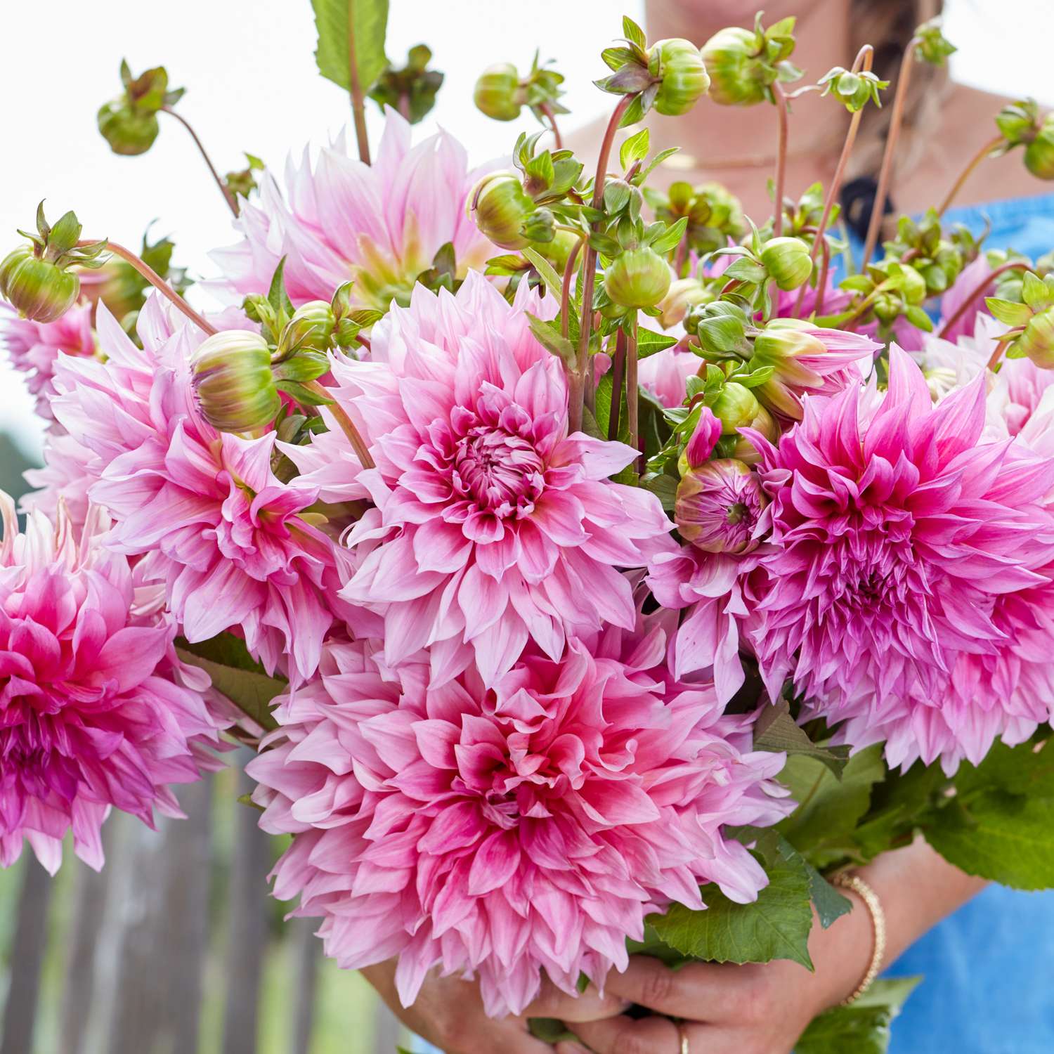Daalia 'Café au Lait Rosé'